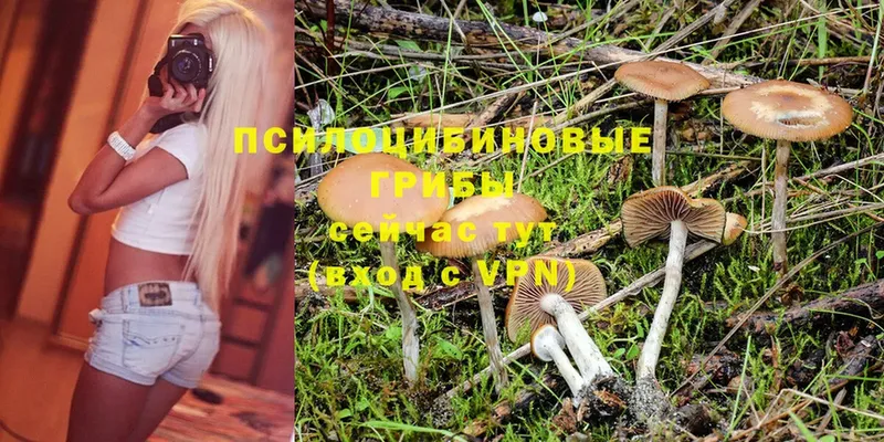 Галлюциногенные грибы Magic Shrooms  Дубна 